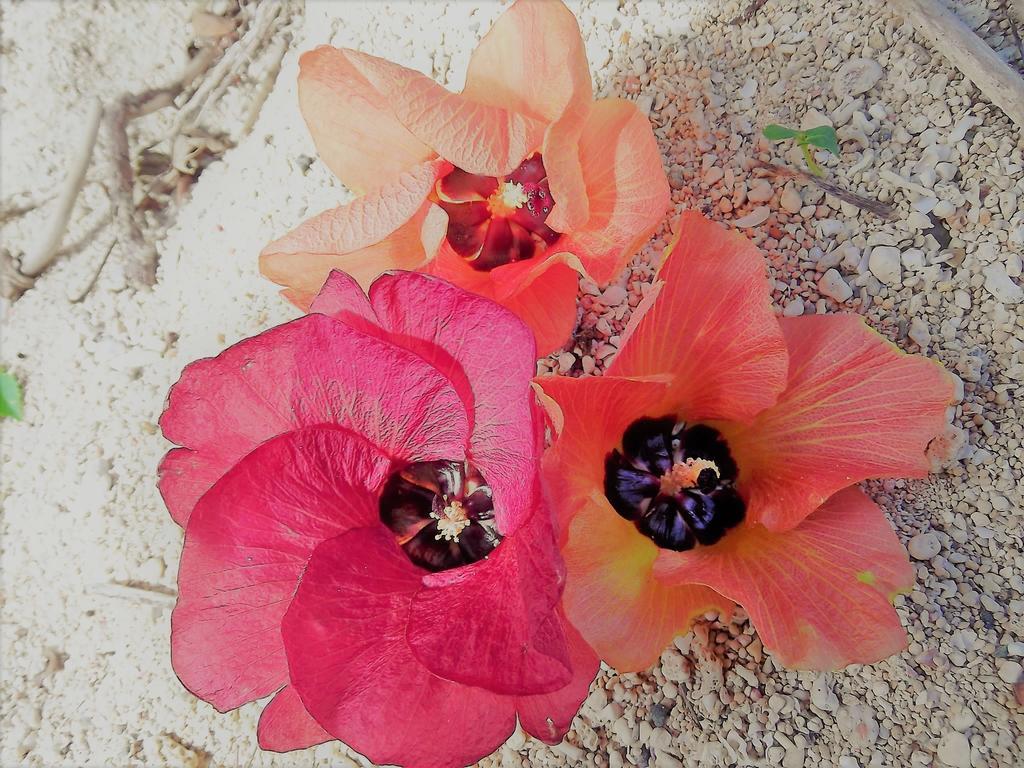 Yoisama Sunrise Beach House Ishigaki  Extérieur photo